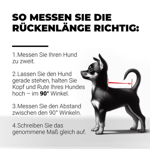 Hundepullover für Rüden "Chihuahua", RL 25cm-27cm / BU 35cm-38cm