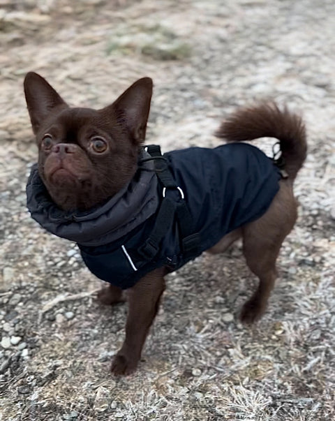 Winter vests / winter jackets "Franz" for male dogs 