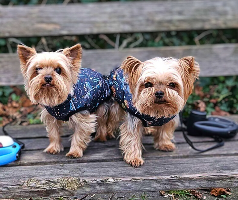 Softshell winter coats “Robots” for male dogs with BELLY PROTECTION