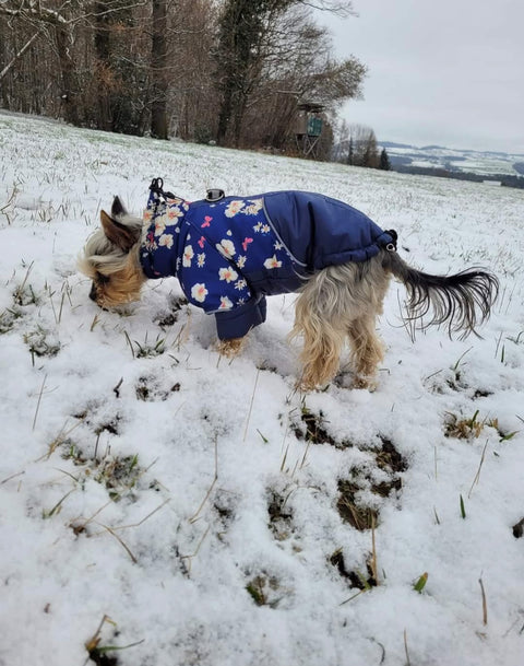 Winter vests / winter jackets "Franz" for male dogs 