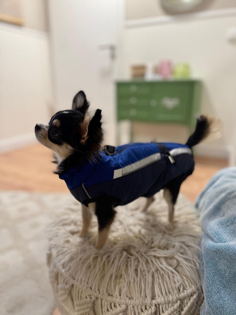 Winter coat "Bruno" for male dogs with belly protection