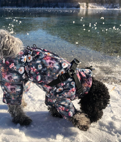 Aquarelle - Wasserdichte Softschell-Wintermäntel für Weibchen mit Bauchschutz / Geschirr